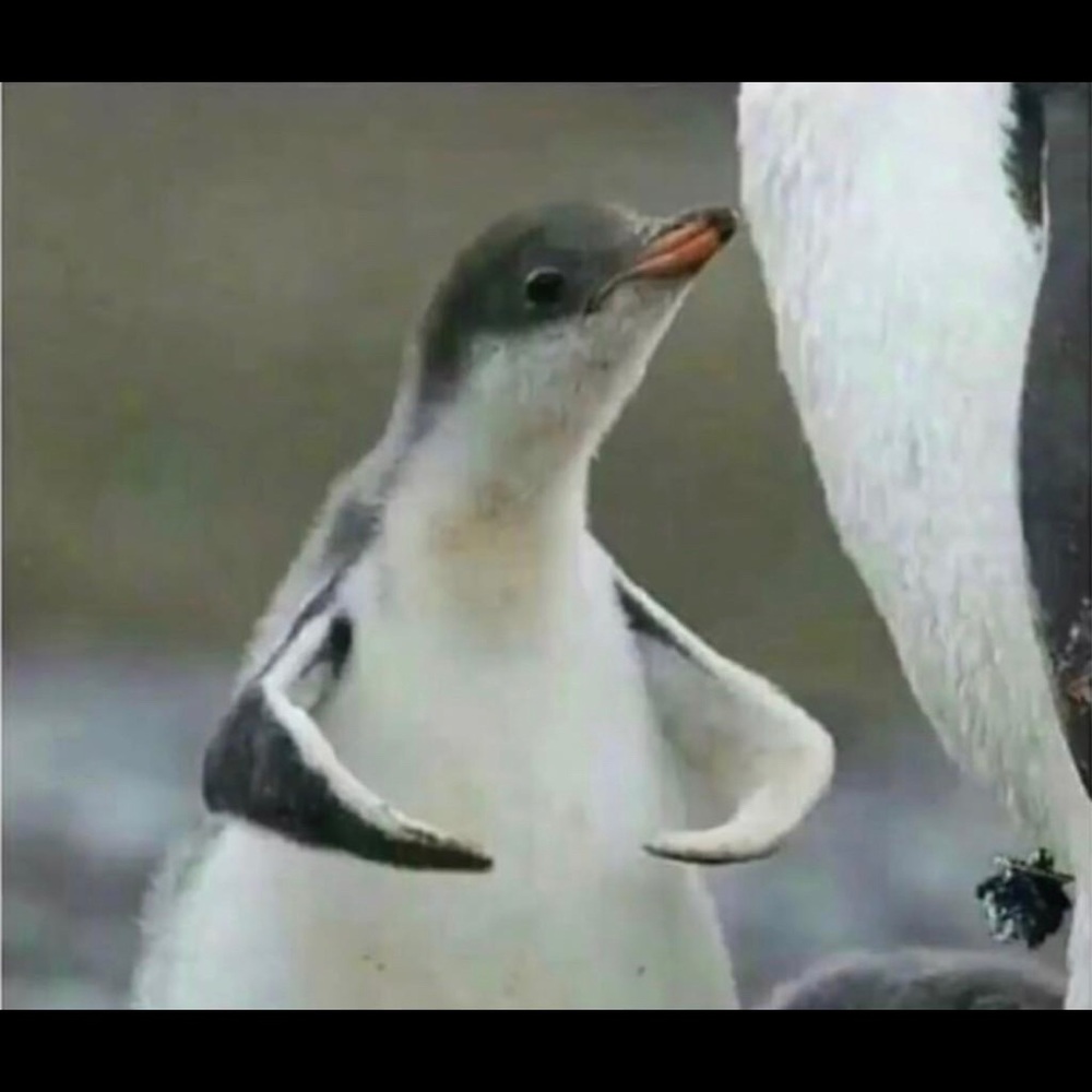 Meet your Posher, Joel